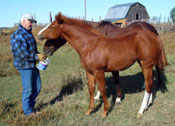 Crimson Jess filly - Jody Harden