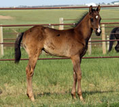 Fast Moon Chic colt
