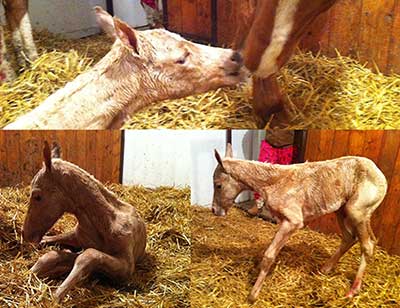 1st 2015 foal for Sandy Ridge!