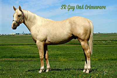 SR Guy OnA Crime - sells in 2018 CBHI Sale