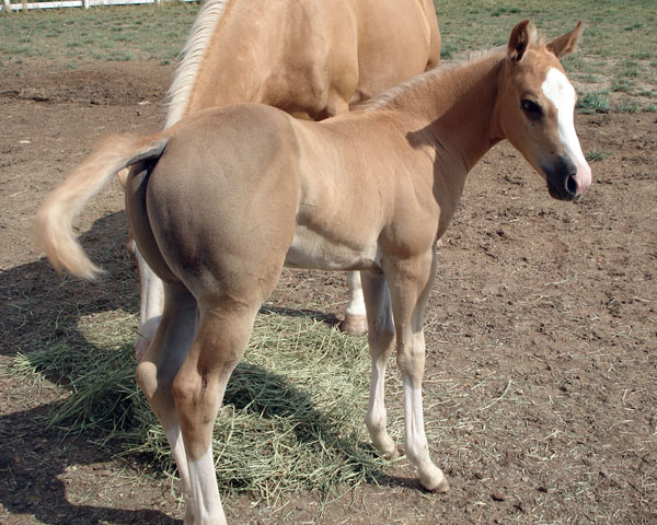 Root Beers Boots 2010 Palomino colt owned by Kim Vessey, Medicine Hat, AB