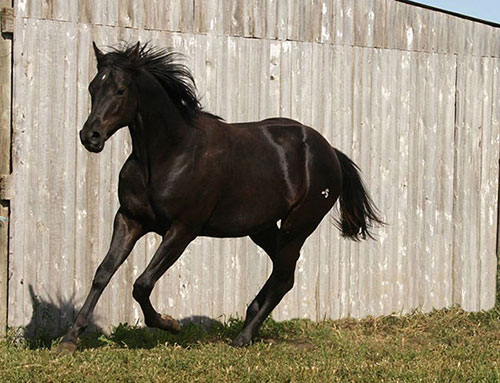 Chics Honor as a yearling