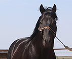 Fix N To - Royal Crown stallion