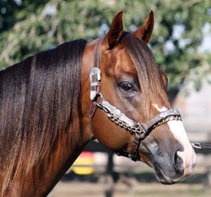 Own Son of Dash Ta Fame standing at Sandy Ridge Stallion Station - Hezgottabefamous