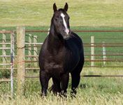 Root Beers Boots - standing at Sandy Ridge Stallion Station