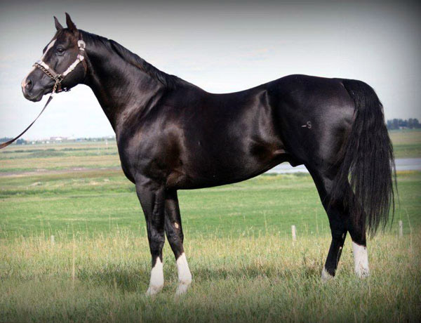 Root Beers Boots - Proven barrel horse sire with $650,000 in offspring earnings