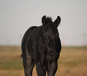 SR Chics Honor foal